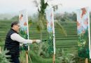 Dari Sawah ke Galeri: Kisah Putu PW Winata Melukis Pagi di Jatiluwih
